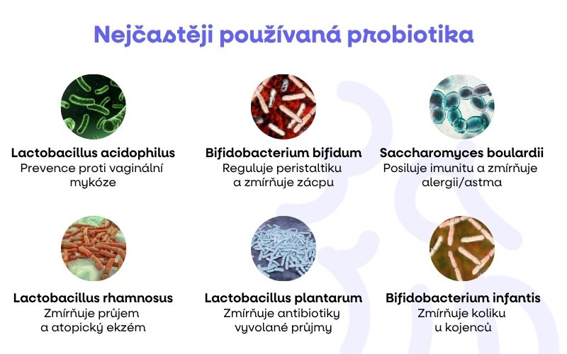 probiotika